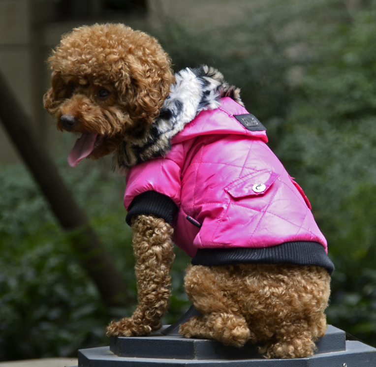 pet dog clothing for Winter
