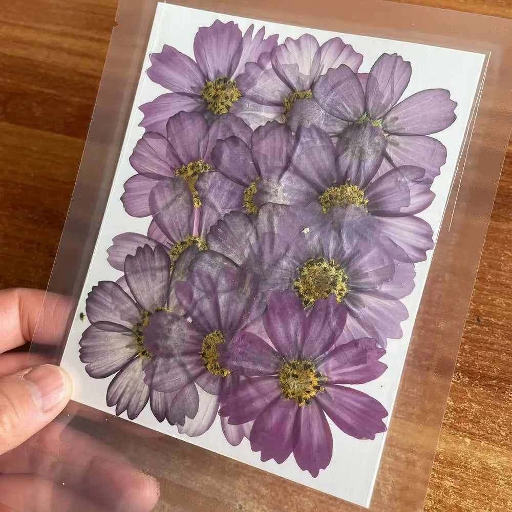 7~9CM/12PCS Natural Dried Large Pressed Galsang Flowers Heads,Dry Sunflower For Epoxy Resin Jewellery,Candles Making Decoration - Xprespick