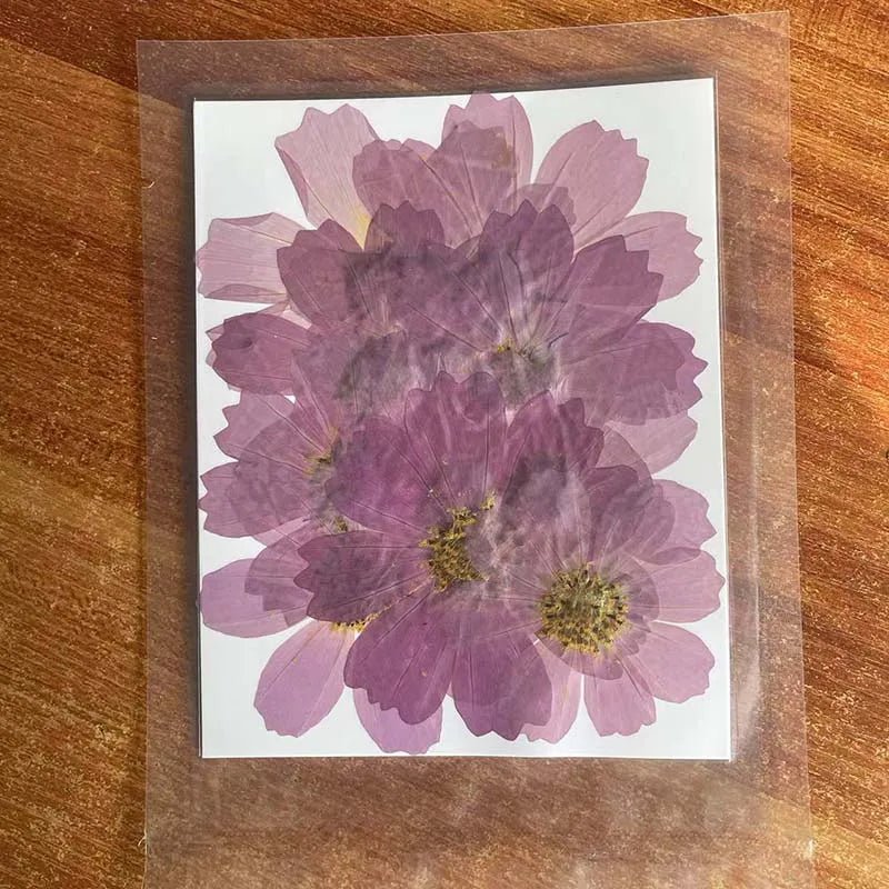 7~9CM/12PCS Natural Dried Large Pressed Galsang Flowers Heads,Dry Sunflower For Epoxy Resin Jewellery,Candles Making Decoration - Xprespick