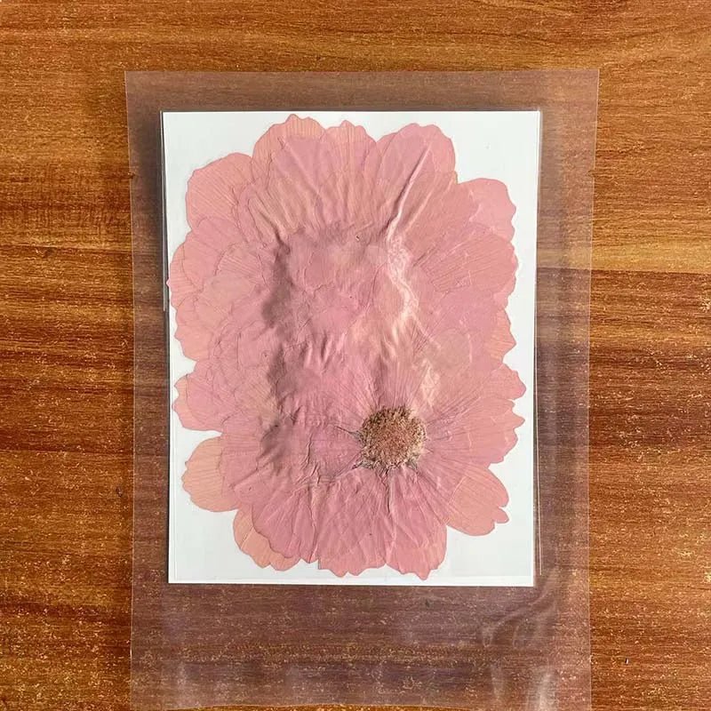 7~9CM/12PCS Natural Dried Large Pressed Galsang Flowers Heads,Dry Sunflower For Epoxy Resin Jewellery,Candles Making Decoration - Xprespick