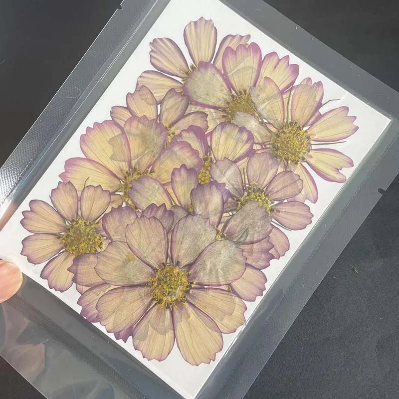 7~9CM/12PCS Natural Dried Large Pressed Galsang Flowers Heads,Dry Sunflower For Epoxy Resin Jewellery,Candles Making Decoration - Xprespick