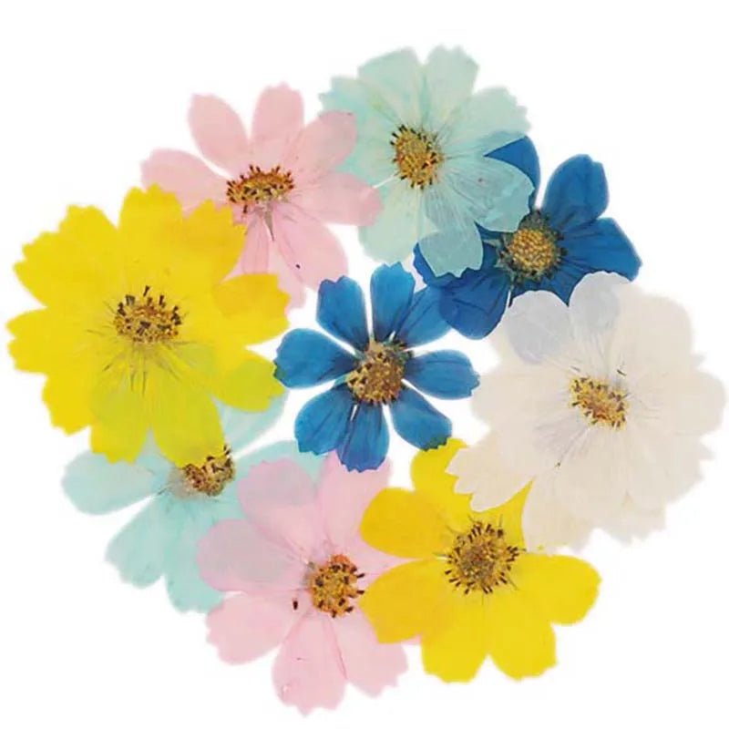 7~9CM/12PCS Natural Dried Large Pressed Galsang Flowers Heads,Dry Sunflower For Epoxy Resin Jewellery,Candles Making Decoration - Xprespick