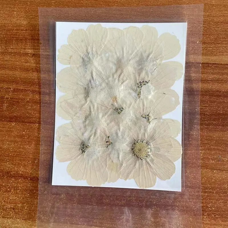 7~9CM/12PCS Natural Dried Large Pressed Galsang Flowers Heads,Dry Sunflower For Epoxy Resin Jewellery,Candles Making Decoration - Xprespick