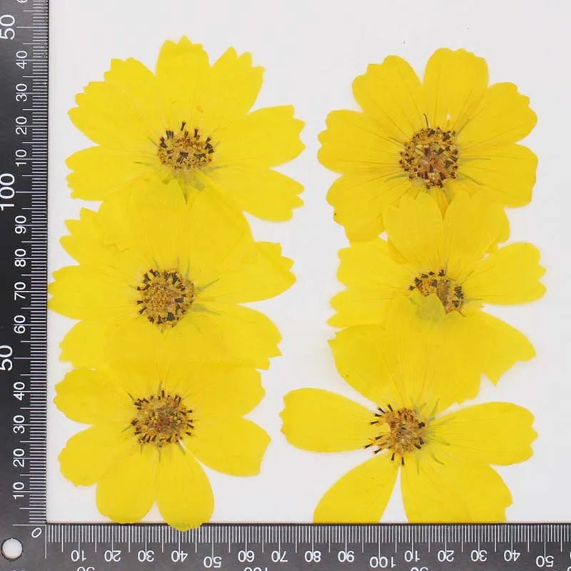 7~9CM/12PCS Natural Dried Large Pressed Galsang Flowers Heads,Dry Sunflower For Epoxy Resin Jewellery,Candles Making Decoration - Xprespick