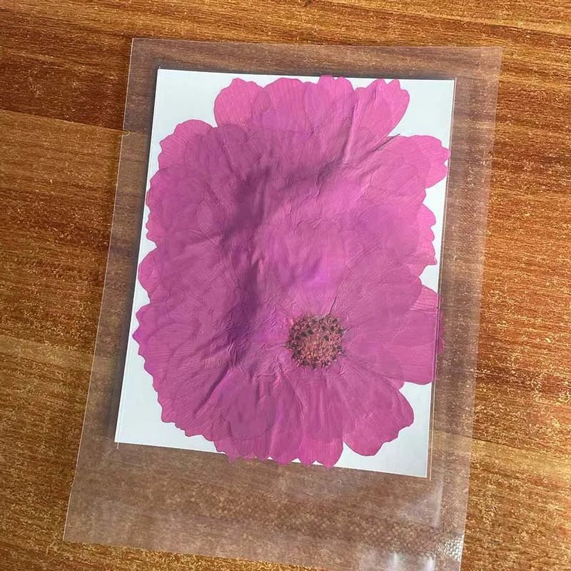 7~9CM/12PCS Natural Dried Large Pressed Galsang Flowers Heads,Dry Sunflower For Epoxy Resin Jewellery,Candles Making Decoration - Xprespick