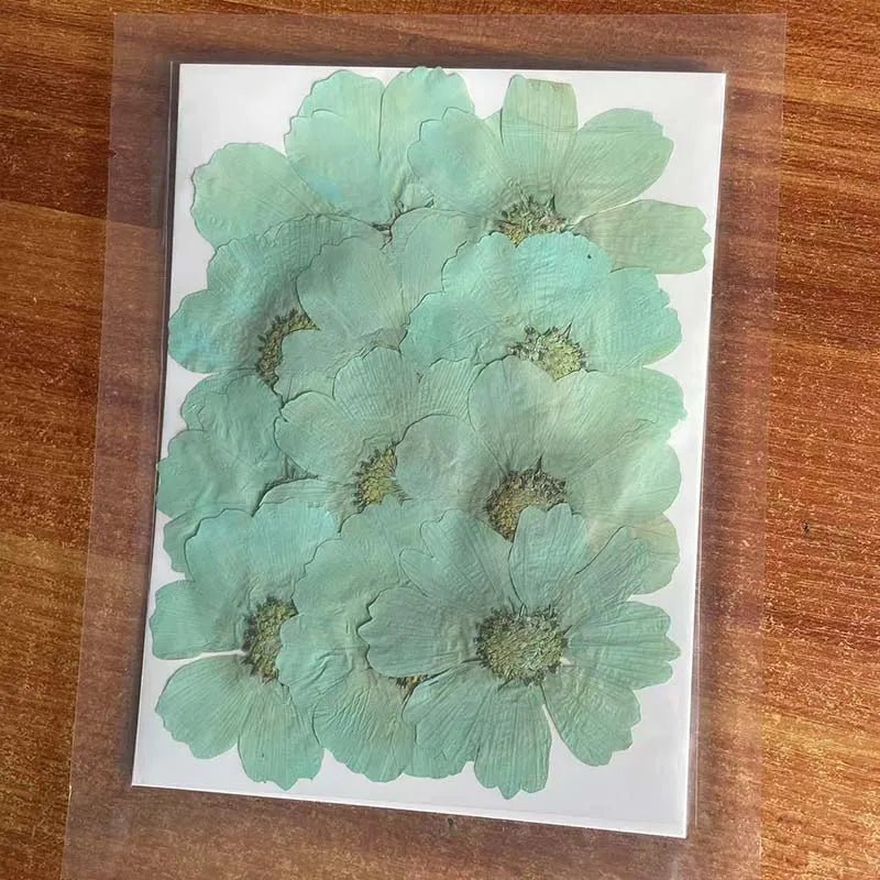 7~9CM/12PCS Natural Dried Large Pressed Galsang Flowers Heads,Dry Sunflower For Epoxy Resin Jewellery,Candles Making Decoration - Xprespick