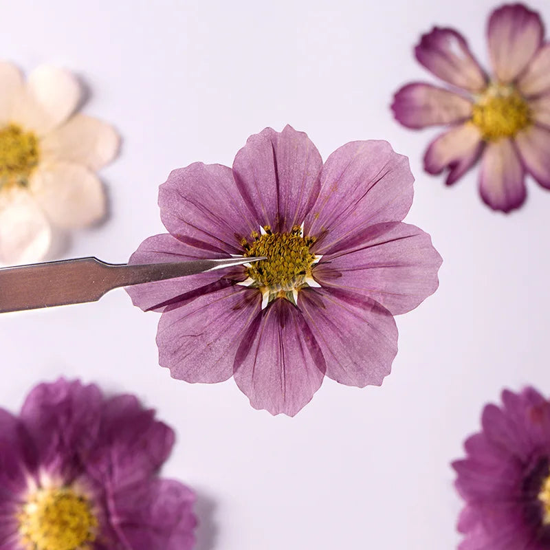 7~9CM/12PCS Natural Dried Large Pressed Galsang Flowers Heads,Dry Sunflower For Epoxy Resin Jewellery,Candles Making Decoration.