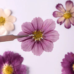 7~9CM/12PCS Natural Dried Large Pressed Galsang Flowers Heads,Dry Sunflower For Epoxy Resin Jewellery,Candles Making Decoration.