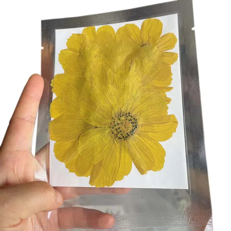 7~9CM/12PCS Natural Dried Large Pressed Galsang Flowers Heads,Dry Sunflower For Epoxy Resin Jewellery,Candles Making Decoration.