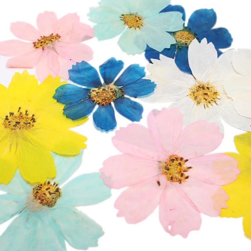 7~9CM/12PCS Natural Dried Large Pressed Galsang Flowers Heads,Dry Sunflower For Epoxy Resin Jewellery,Candles Making Decoration.