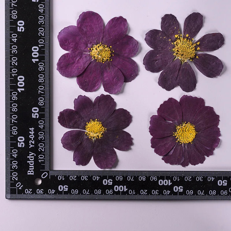 7~9CM/12PCS Natural Dried Large Pressed Galsang Flowers Heads,Dry Sunflower For Epoxy Resin Jewellery,Candles Making Decoration.